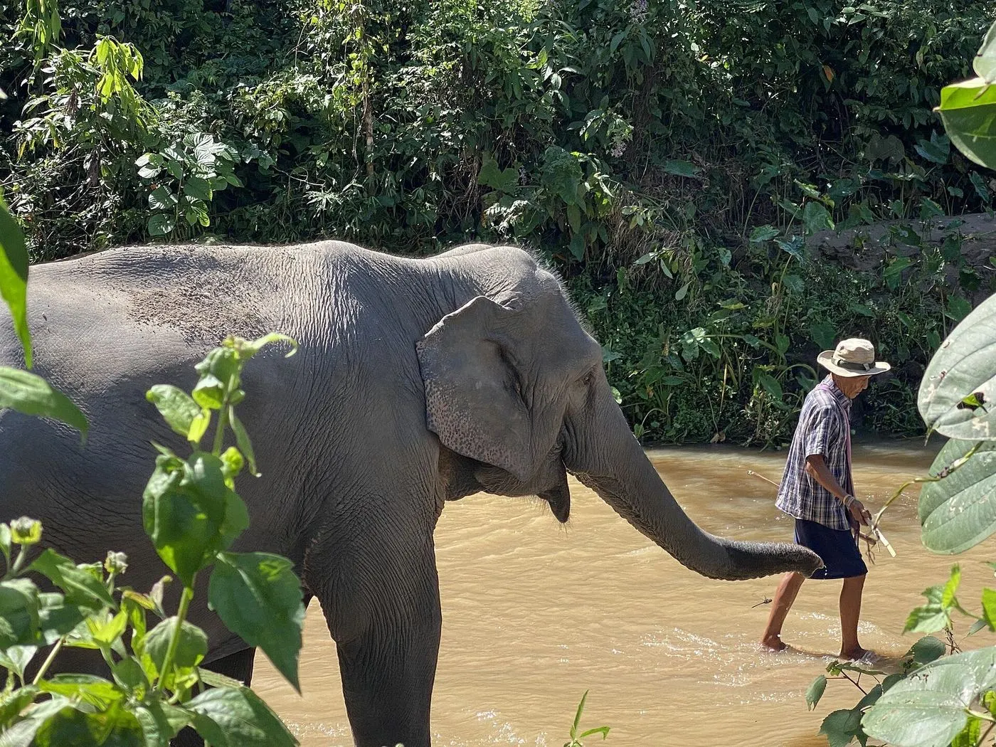 Half Day Phuket Elephant Care