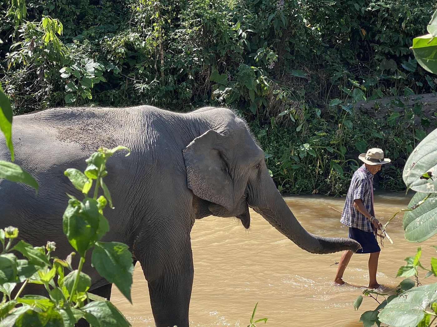 Half Day Phuket Elephant Care